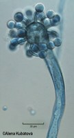 Cokeromyces recurvatus CCF 1588, mladý sporangiofor 