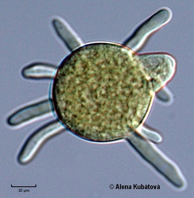 Conidiobolus sp. CCF 1166, sporangiola