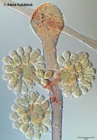 Cunninghamella echinulata CCF 3882, sporofor