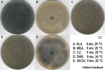 Mucor circinelloides f. griseocyanus CCF 2566, kolonie