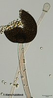 Mucor circinelloides f. griseocyanus CCF 2566, sporangium