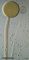 Mucor hiemalis f. silvaticus CCF 3247, sporangiofory