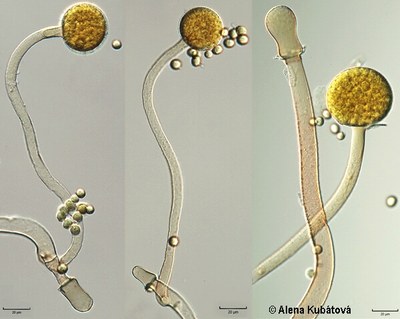 Mucor petrinsularis CCF 3238, sporangiofory