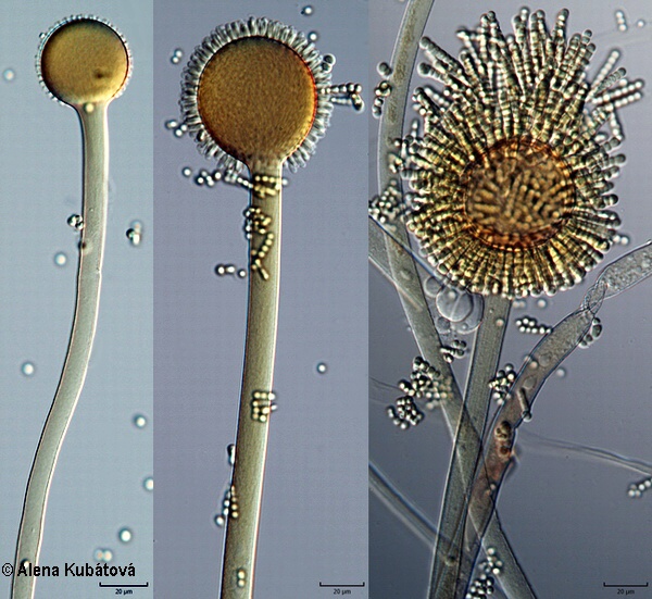 Syncephalastrum racemosum CCF 3850, sporangiofory