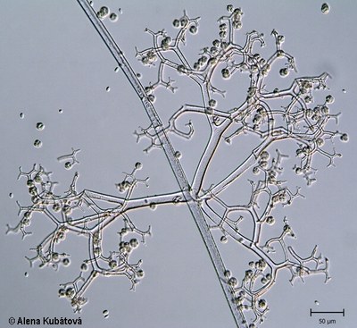 Thamnidium elegans CCF 1456, sporangiofor