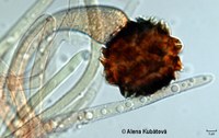 Zygorhynchus moelleri CCF 2652, zygospora