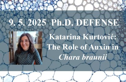 Defense: Katarina Kurtović