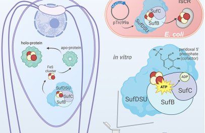 Syntéza železo-sirných klastrů u eukaryot bez mitochondrií