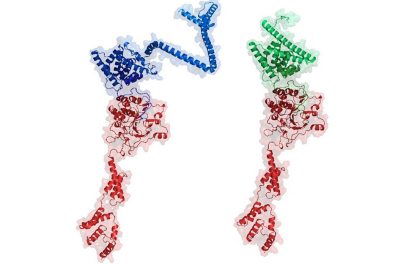 HC-Pro protease of plant viruses, a versatile servant and helper of its master