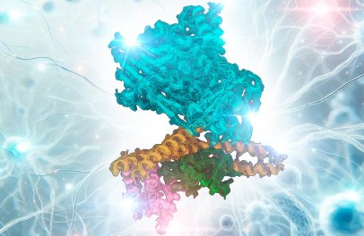 Na dynamiku buněk má základní vliv protein MICAL1, kontroluje buněčný skelet