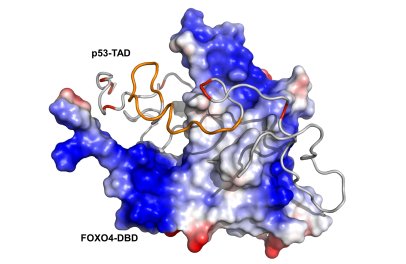 Structural basis of the interaction of transcription factors p53 and FOXO4