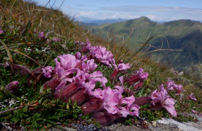 An Evolutionary Leap Without Rules: What Environments Are Colonized by Plants with a Doubled Genome?