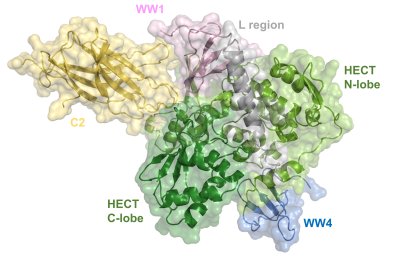 New structural insights reveal a detailed mechanism of Nedd4-2 enzyme regulation