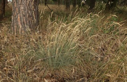 Dokáží botanické zahrady zastavit vymírání rostlinných druhů?