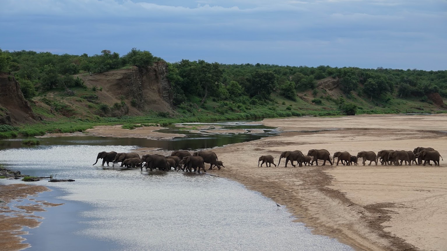 Populace slona afrického (Loxodonta africana) rostou v mnoha oblastech jižní části Afriky, přestože jinde jsou ohrožené pytlačením a ztrátou původního prostředí. Tento nárůst může souviset s tím, že se teprve nyní postupně vzpamatovávají z rapidního poklesu způsobeného honem za slonovinou v předchozích staletích. Foto David Storch.