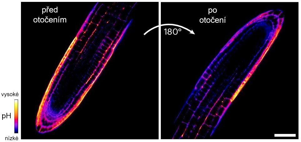 Roots grow diferently than scientists previously assumed