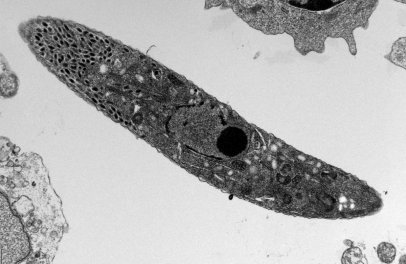 Parazitologové pomáhají s vývojem vakcín proti onemocnění drůbeže