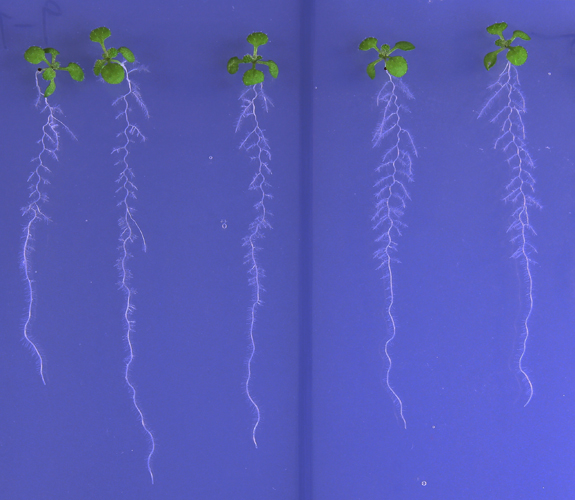 arabidopsis in vitro