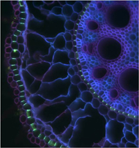 Zea mays - berberine + gencian violet