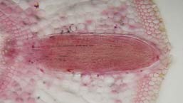 Phragmites - lateral root 