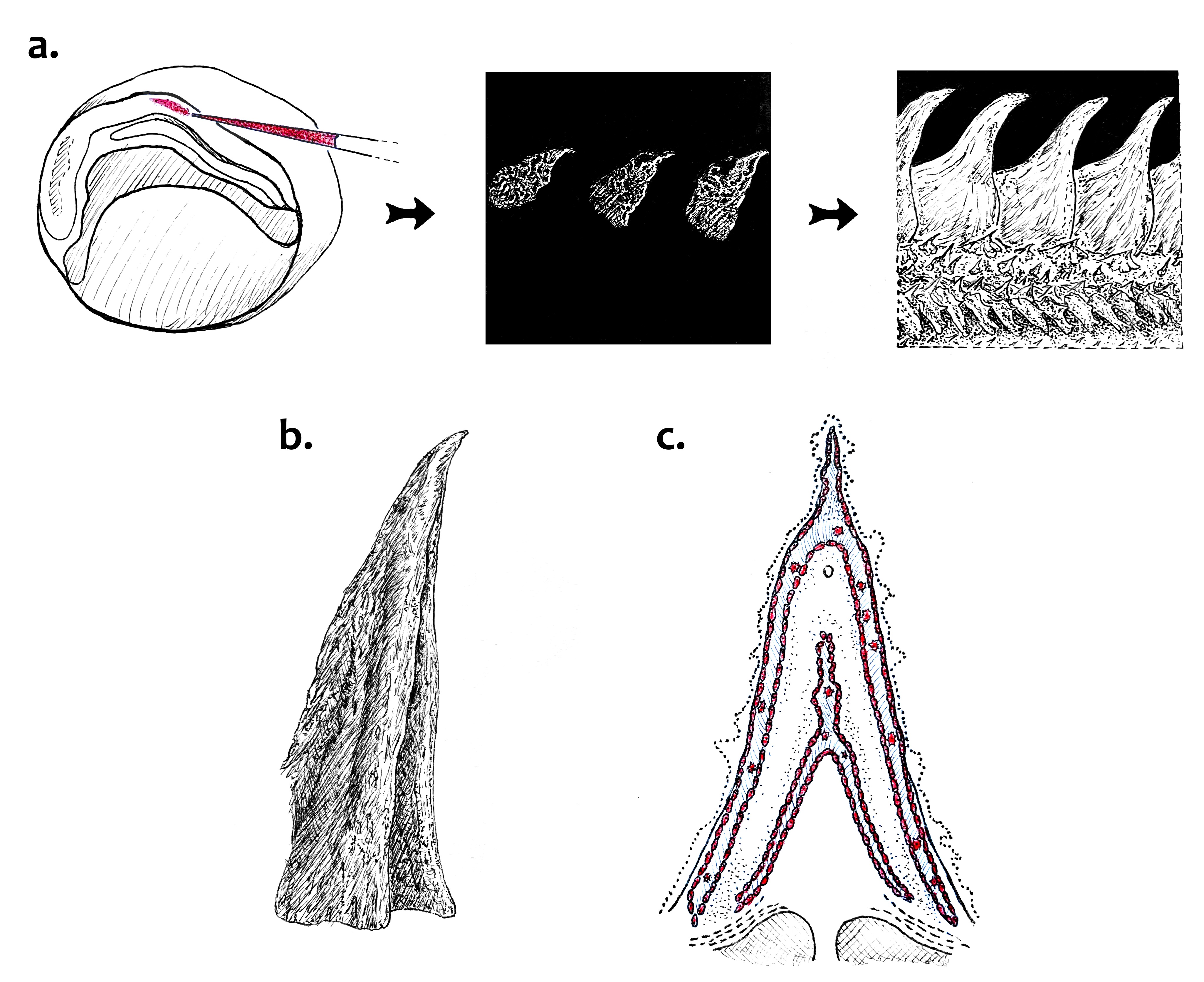 a. Ilustrace vstříknutí fluorescenčního barviva do nervové trubice jeseteřího embrya a následné znázornění fluorescenčně obarvených rostoucích hřbetního štítků u jedinců o velikosti 22 mm a 68 mm. b. Rekonstrukce jednoho hřbetního štítku z 68mm jedince. c. Schématické znázornění příčného řezu štítkem. Červeně osteoblasty a osteocyty okolo (resp. uvnitř) formující se kosti. Zdroj: K. Bezányiová dle mikroskopických a microCT snímků a schémat z původního článku